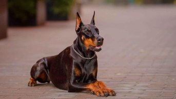 Los Doberman son una de las razas más propicias para protgere tu hogar (Foto web)