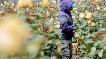 Trabajadores cosechan rosas en una plantación de una empresa ubicada en Cayambe. (EFE)