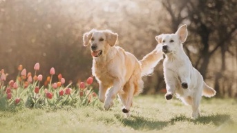 Fotografía de dos perritos corriendo en campo abierto. (Internet)