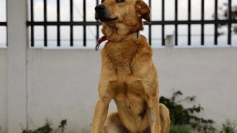 Fermín deambulaba en busca de comida. Algunos vecinos le ofrecían alimento, pero otros lo agredían. (Cortesía de UBA)