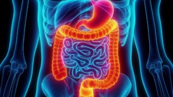 Imagen referencial del sistema digestivo. (Pixabay)