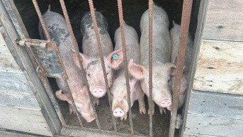 Foto de los animales enjaulados. (Cortesía de AMC)