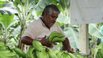 Trabajador en una plantación de plátano. (API)