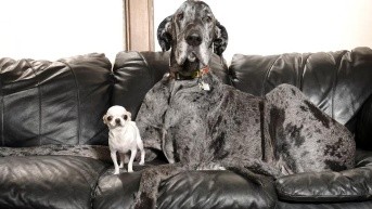 Reggie y Pearl. (Foto: Internet.)