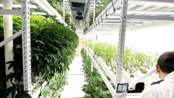 Fotografía referencial de un cultivo de cannabis en Estados Unidos. (Fuente: Web)