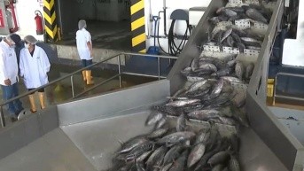 Pescado en procesadora. (Foto: Televistazo)