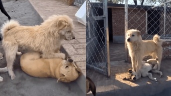 King Charles, el perro con más aura de internet, domando (Foto Web)