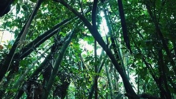 oto del bosque tropical amazónico encontrado en el interior del Parque Nacional Yasuní. (ElChamp - Youtube)