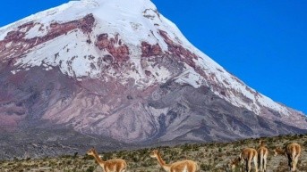 Imagen Ecuavisa (Tomado de Danpass (@Daniel0181))