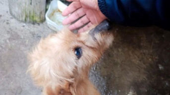 Imagen de una de las mascotas rescatadas en Carapungo, extremo norte de Quito. (Cortesía del Municipio)