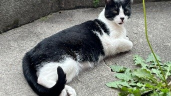 La gata Morgana es mimada y querida por sus dueños en el barrio Monjas Orquídeas. (Cortesía)