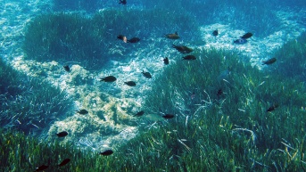 "Los peces damisela" nadan en las praderas de posidonia oceánica en el mar Mediterráneo, cerca de Marsella, al sur de Francia. (AFP)