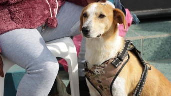 Las mascotas ponen alegría y amor en las familias. (Cortesía de Quito Informa)