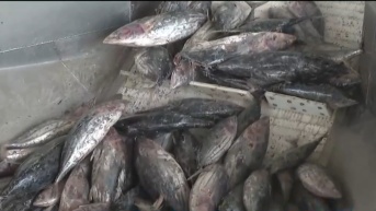 Imagen referencial de pescado en una planta procesadora. (Captura de pantalla / Ecuavisa)