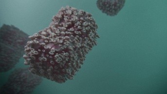 Imagen referencial de un virus. (Pixabay)