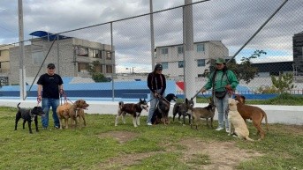 Cuidadores de perros Quito Norte, Calderon (Cesar Noboa)