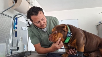 Christian Saltos con una mascota que llegó a la clínica veterinaria DoctorVet, en Quito. (Diego Bravo C. / Ecuavisa)