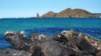 Imagen referencial de la fauna de Galápagos. (Ministerio de Turismo)