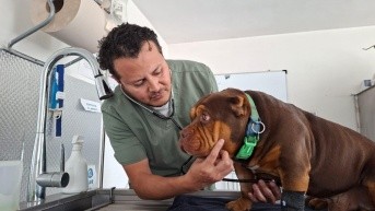 Christian Saltos con una mascota que llegó a la clínica veterinaria DoctorVet, en Quito. (Diego Bravo C. / Ecuavisa)