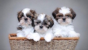 Los perros ahora son parte de la familia (Internet)