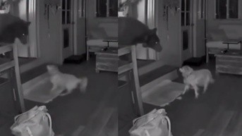 Perrito defiende su hogar (internet)