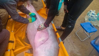 Entre los animales rescatados, hubo adultos, juveniles y neonatos. (Facebook Gobernación de Santa Cruz)