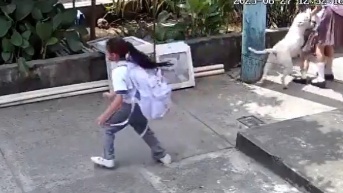 Un perro atacó a una niña de cuatro años en Guayaquil. (Captura de pantalla)