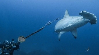 Fotografía cedida de tiburón martillo. EFE/ Fundación Charles Darwin (EFE)