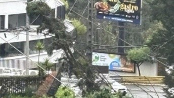 El árbol que cayó sobre la línea de subtransmisión en Quito. (Cortesía del CBQ)