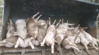 La granja porcina reporta pérdidas por al menos USD 60 000. (Cortesía)