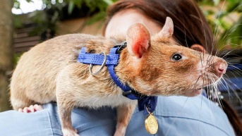 Las ratas africanas son totalmente domesticables y desde los 90's trabajan junto a humanos (Foto web)