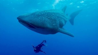 Durante la inspección, también localizaron un ejemplar (hembra) registrada por primera vez hace 13 años. (Cortesía: GSC/USFQ/UNC)