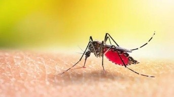 Desde el 2019 no se reportaban casos de malaria en Tumbes y que ante la alerta sanitaria. (Internet)