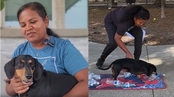 Perro salchicha (Internet)