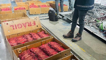 Exportación irregular de fauna marina en el Aeropuerto Internacional Mariscal Sucre de Quito. (Cortesía)