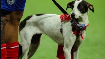 Futbolista del Bahia de Brasil con un perrito que busca un hogar (Foto del Esporte Clube Bahia)