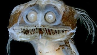 Imagen real del pez telescopio. (Danté Fenolio/Science Source)