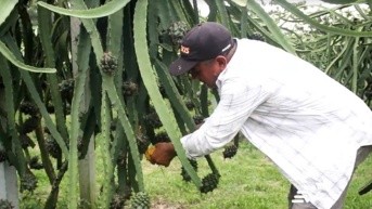 Aranceles del 15 % en EE. UU.: Productores de pitahaya y cuy temen quedar en desventaja. (Televistazo)