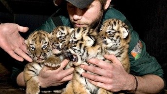 Un cuidador del zoo de Aalborg con cuatro cachorros de tigre siberianos nacidos en el zoo danés, en una imagen de archivo. (EFE)