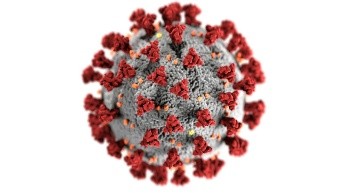 Coronavirus bajo microscopio (Foto de Pexels - CDC)