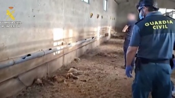 Los 32 perros fueron abandonados en junio. (Captura de pantalla)