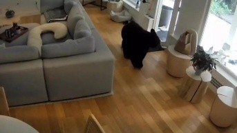 Captura del video del perro ahuyentando a un oso en Canadá. (Foto: Internet.)