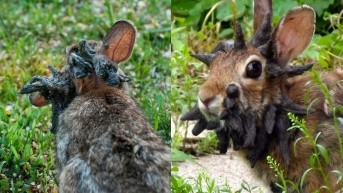 Conejos con tentáculos. (Redes Sociales)