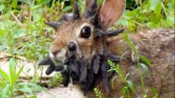 El conejo con el virus del "tentáculo" (Foto web)