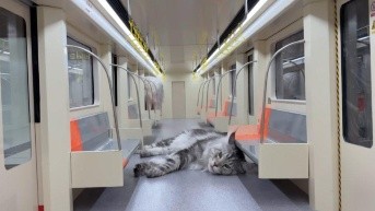 Uno de los gatos de Xing recostado en el nuevo metro que le construyó su dueño (Captura de pantalla)