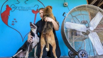 Mascotas abandonadas por migrantes deportados. (EFE)