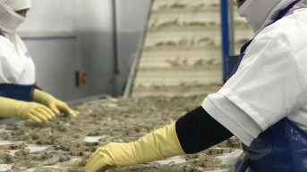 El camarón ecuatoriano es uno de los más apetecidos a escala mundial. (Cámara Nacional de Acuacultura)