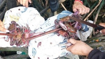 La veda del cangrejo rige en todo el país y prohíbe la recolección, captura, transporte, posesión, procesamiento y comercialización del crustáceo. (Ministerio de Ambiente y Energía)