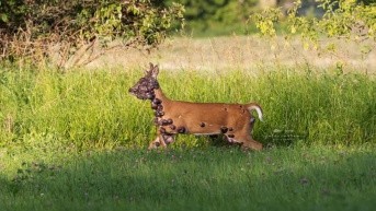 Ciervo con tumores (imagen de 2019) (Internet)