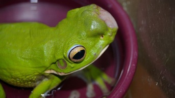 Ranas con tumores aparecen en Australia (Foto de Frog Safe Inc.)